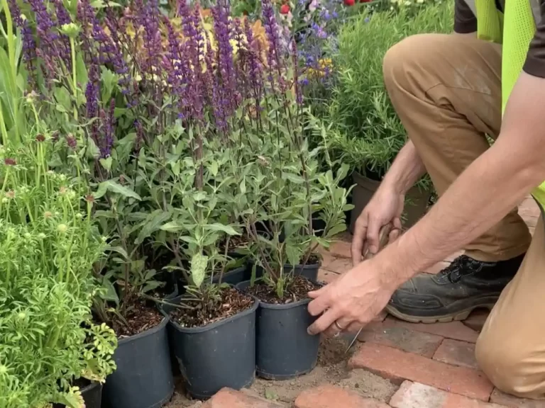 Plant Delivery